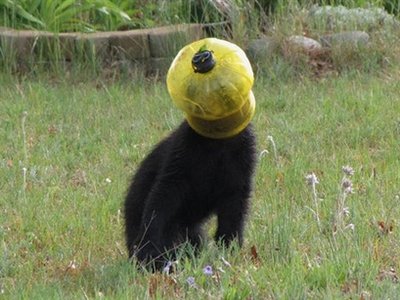 Bird feeder gets stuck on a bear cub's head