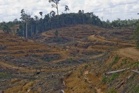 Logging threatens orangutans' habitat in Indonesia