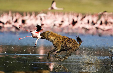 Incredible moment: Hyena attacks flamingo flock