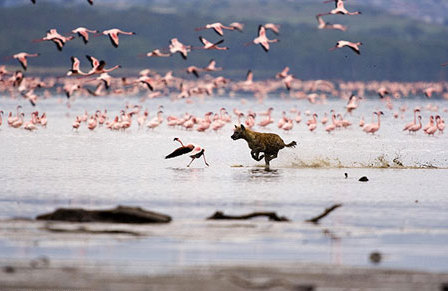 Incredible moment: Hyena attacks flamingo flock