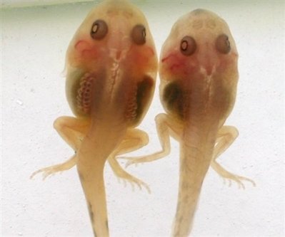 It's raining tadpoles in Japan town, residents say