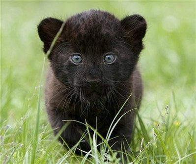 Twin black panther pubs meet the public