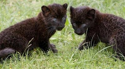 Twin black panther pubs meet the public