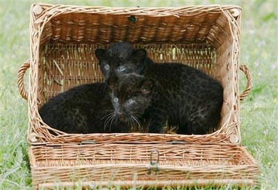 Twin black panther pubs meet the public