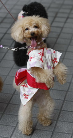 A dog fiesta in Tokyo