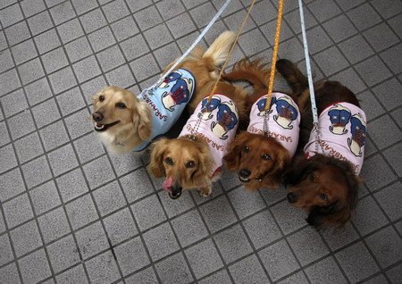 A dog fiesta in Tokyo