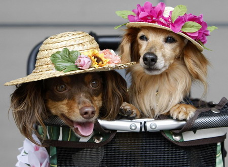 A dog fiesta in Tokyo