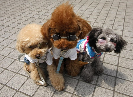 A dog fiesta in Tokyo
