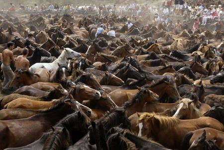 Spanish horse wrestling festival