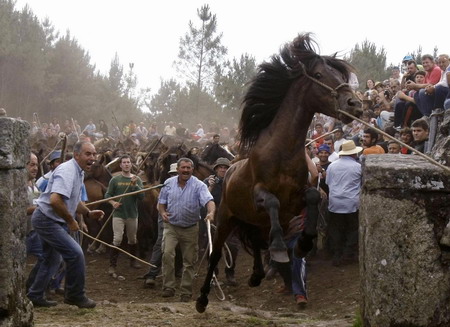 Spanish horse wrestling festival