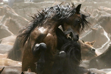 Spanish horse wrestling festival