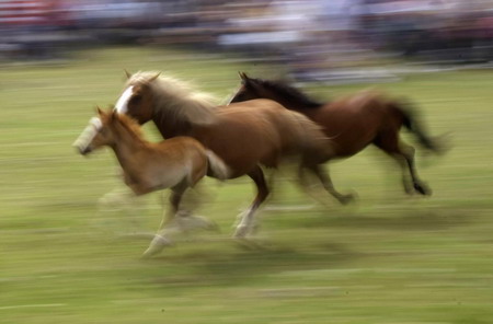 Spanish horse wrestling festival