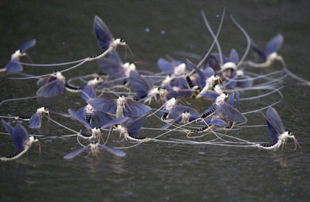 Mayflies rush to mate during Tisza blooming season