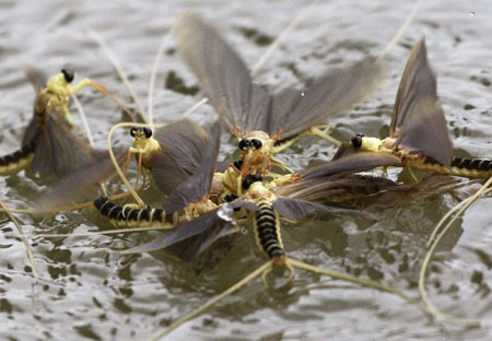 Mayflies rush to mate during Tisza blooming season