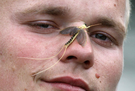 Mayflies rush to mate during Tisza blooming season