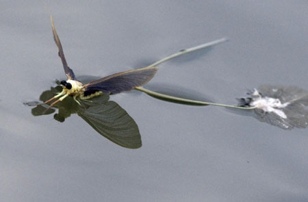 Mayflies rush to mate during Tisza blooming season