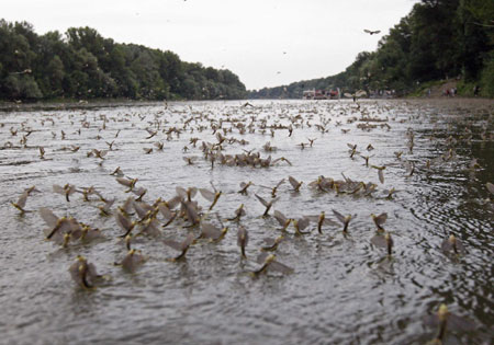 Mayflies rush to mate during Tisza blooming season