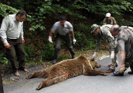 Bears roam in Romanian town