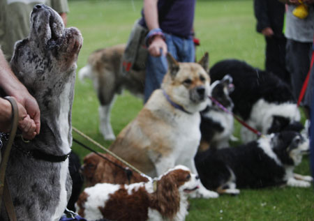 Who makes the loudest bark in the world?