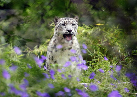 Snow leopards in New York zoo