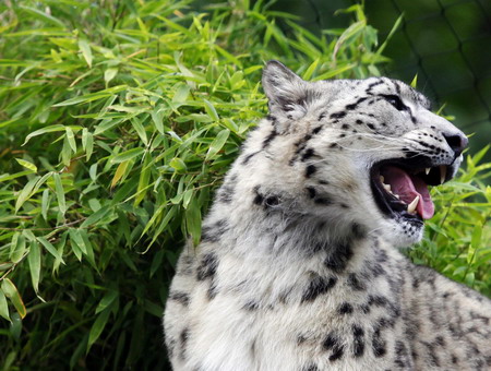 Snow leopards in New York zoo