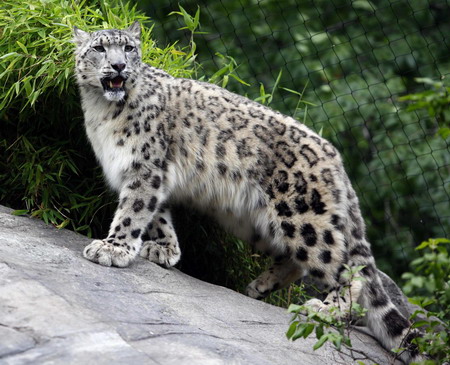 Pics Of Snow Leopards. Snow leopards in New York zoo