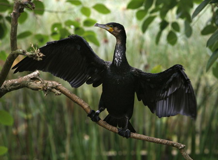 singapore birds
