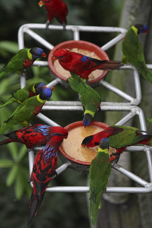 Singapore Bird Park