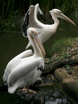 Singapore Bird Park