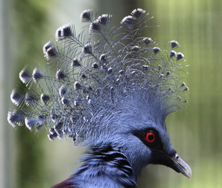 Singapore Bird Park