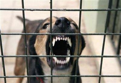 Shot dog bites drunken gunman