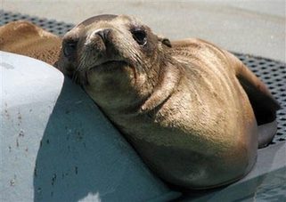 Baby sea lion rescued on freeway
