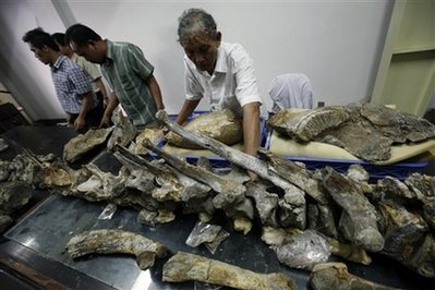 Indonesian elephant fossil opens window to past