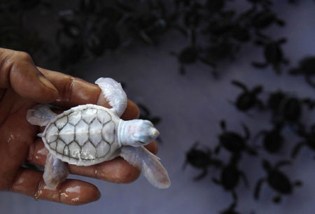 Turtle baby born at a turtle nursery in Khram island