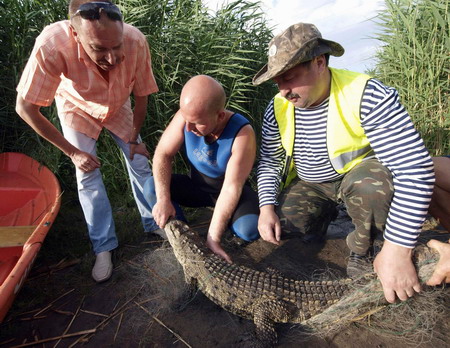 Rescuers rush to nab runaway cayman