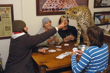 Woman shares home with 11 wild cats in S Africa