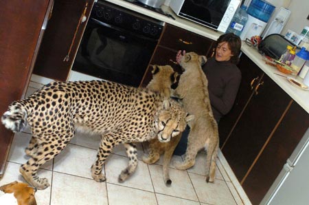 Woman shares home with 11 wild cats in S Africa