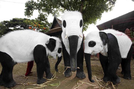 Pandas or elephants?