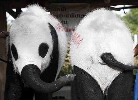 Pandas or elephants?