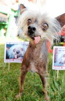 Under-bite helps Pabst become World's Ugliest Dog