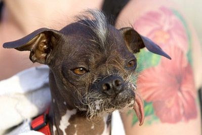 Under-bite helps Pabst become World's Ugliest Dog