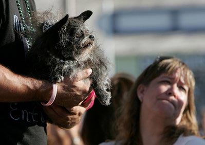 Under-bite helps Pabst become World's Ugliest Dog