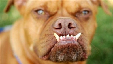 Under-bite helps Pabst become World's Ugliest Dog