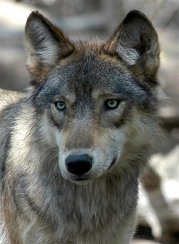 Great Lakes wolves back to endangered list