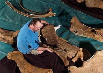 Australia discovers 3 new large dinosaurs