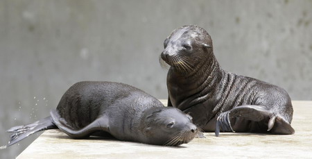 Baby sea lions at Munich zoo