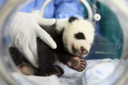 Thai zoo's 1st baby panda goes on display