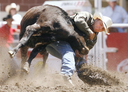 Wrestling with calf in Canada