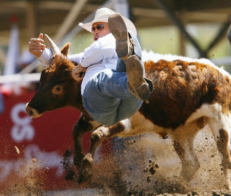 Wrestling with calf in Canada