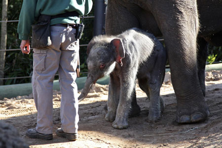 Asian elephant calf at Taronga Zoo in Sydney
